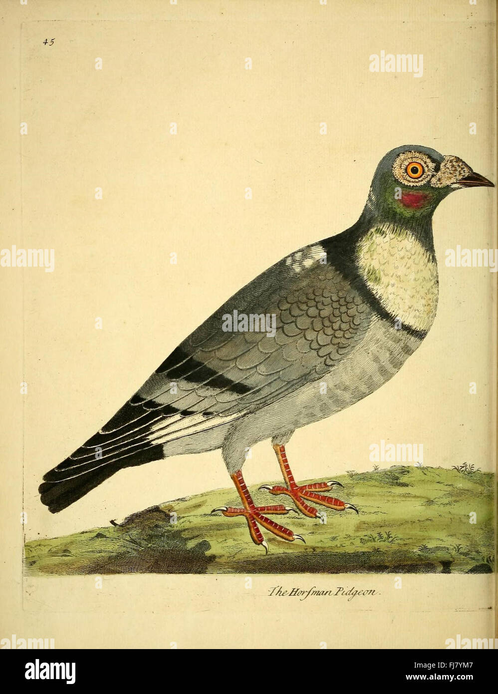 Eine Naturgeschichte der Vögel (Numb. XLV) Stockfoto