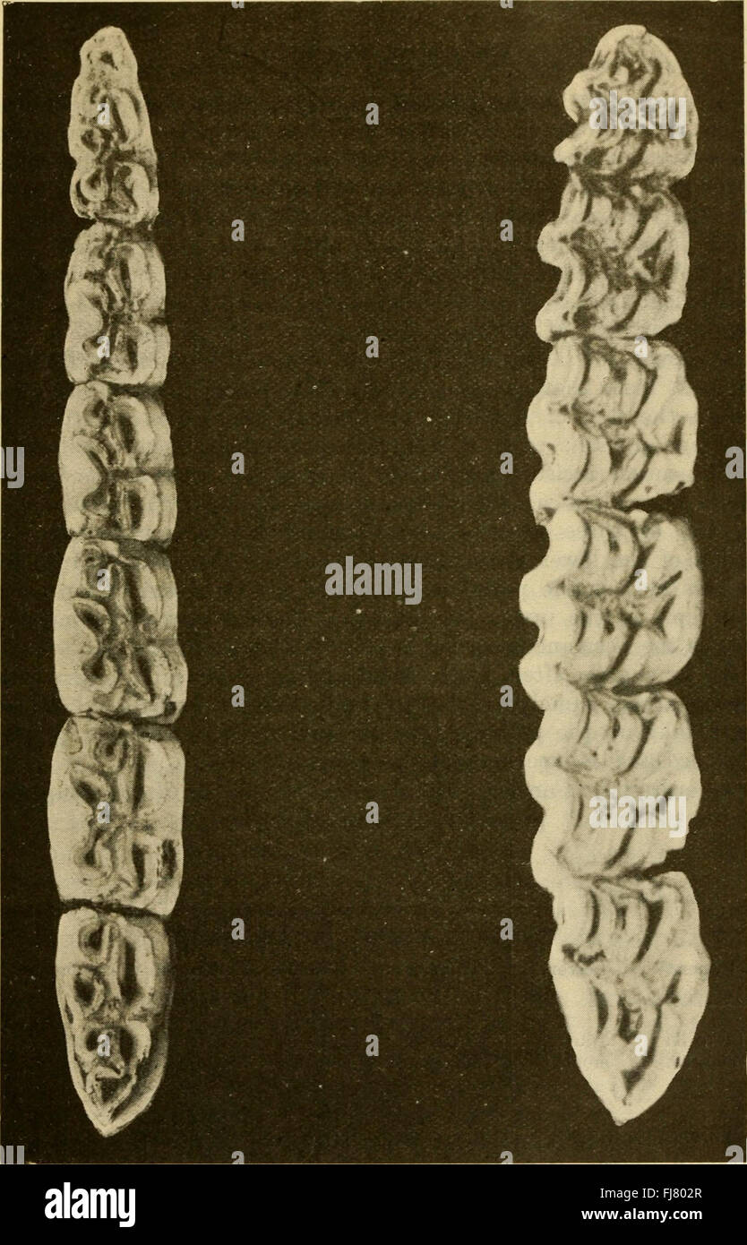 Tierärztliche Hinweise für Pferdebesitzer - ein Handbuch für Pferdemedizin und Chirurgie (1903) Stockfoto