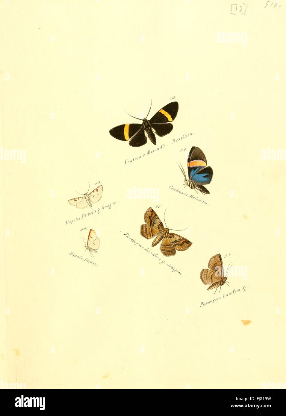 4 Stück Schmetterling Präsentationsplatten - EVA Schaum, 14,3x14,3x2 Cm