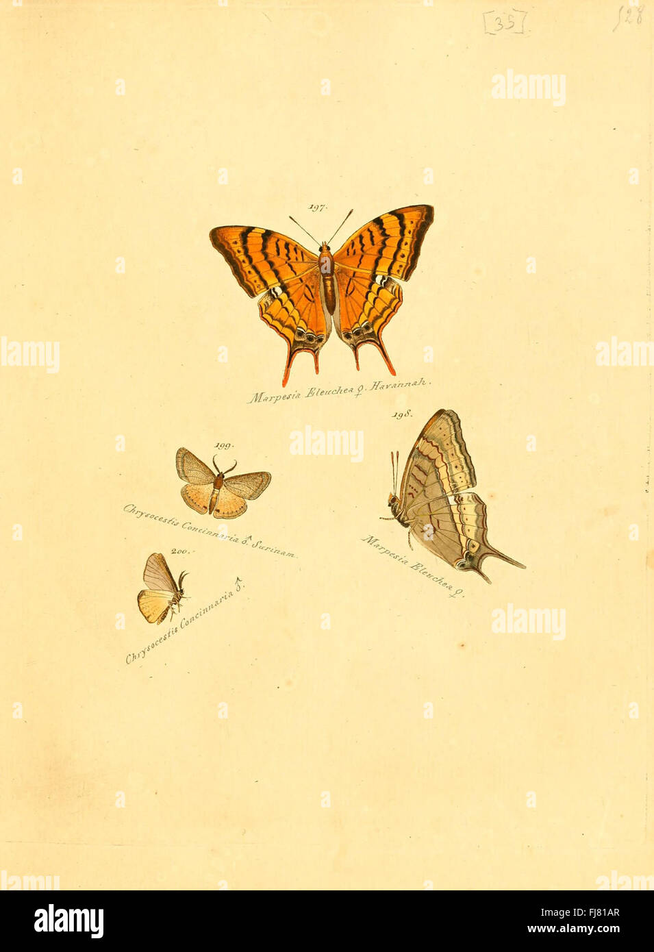 Ein Werk über die Sammlung exotischer Schmetterlinge und Falter, mit Illustrationen verschiedener Arten. Stockfoto