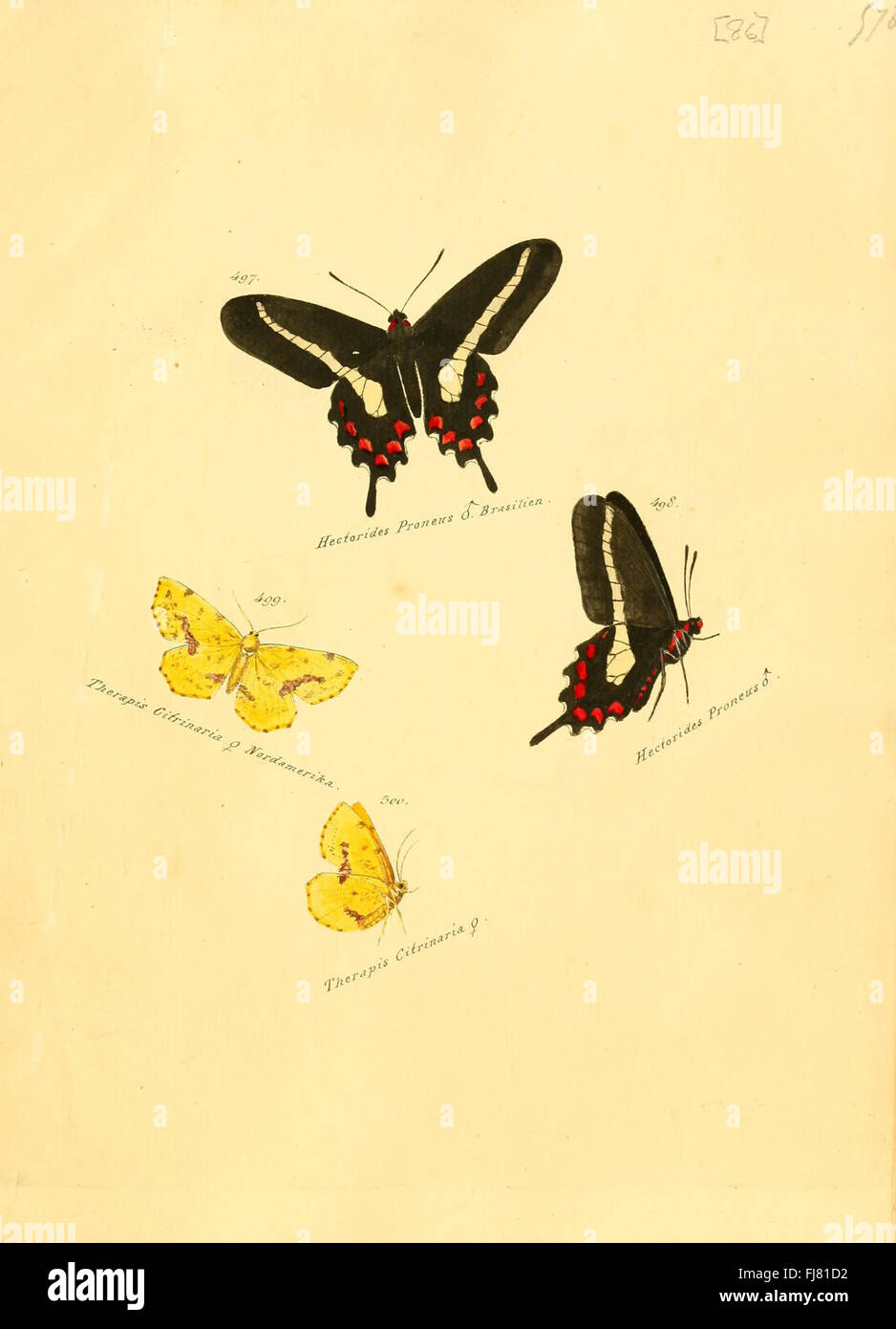 Eine Sammlung exotischer Schmetterlinge und Falter mit detaillierten Illustrationen aus einer deutschen Lepidopterenstudie, die in einem wissenschaftlichen Archiv untergebracht ist. Stockfoto