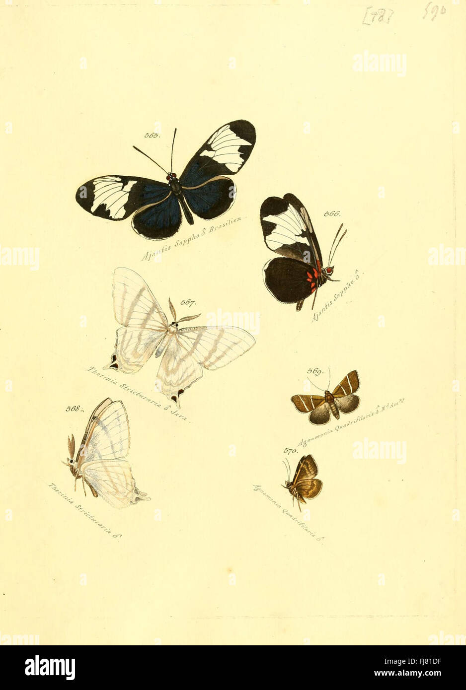 Zuträge zur Sammlung exotischer Schmetterlinge (sic) (Platte 98) - eine Ergänzung zu einer Sammlung exotischer Schmetterlinge mit Arten aus tropischen und subtropischen Regionen. Stockfoto