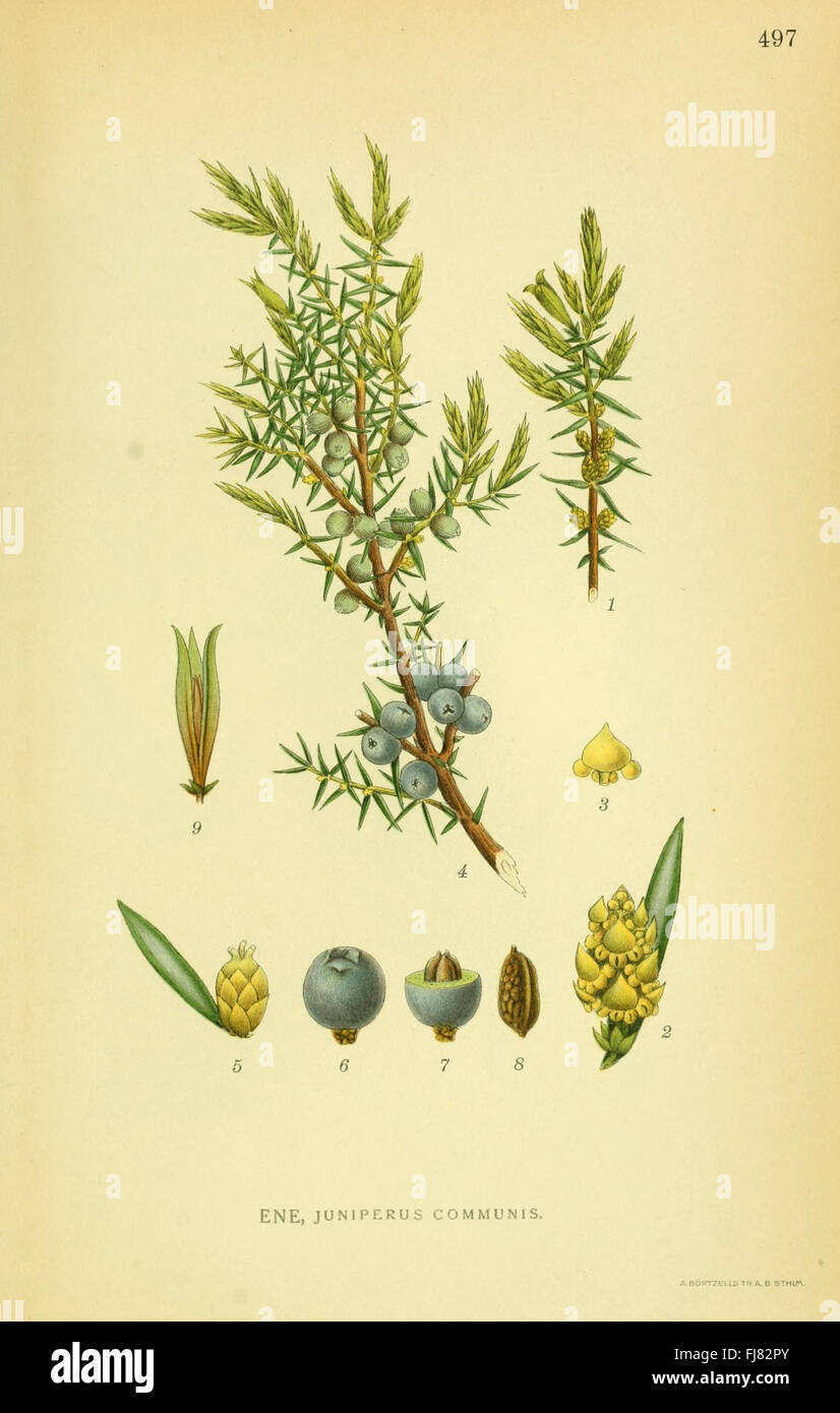 Billeder af Nordens Flora (Seite 497) Stockfoto