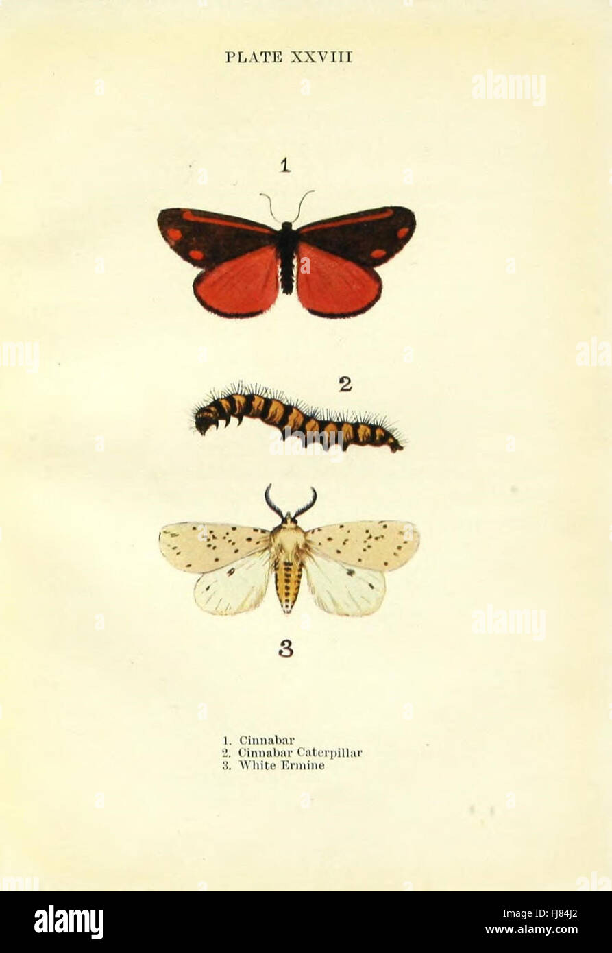 Schmetterlinge und Motten (Platte XXVIII) Stockfoto