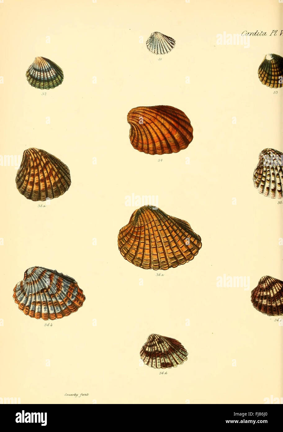 Eine Illustration aus „Conchologia iconica“, die die Muscheln von Weichtieren, insbesondere der Cardita-Art, mit detaillierten Darstellungen und Beschreibungen zeigt. Stockfoto