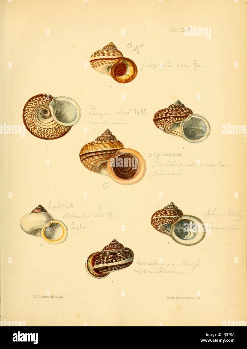 Conchologia Indica (Platte CXLIV) Stockfoto