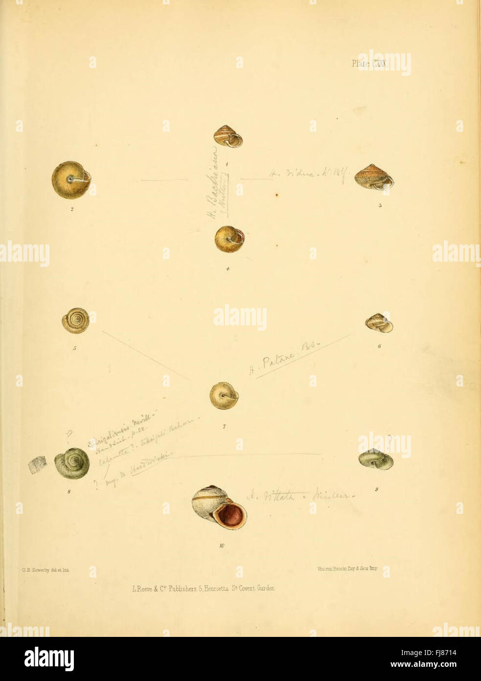 Conchologia Indica (Platte CXXX) Stockfoto