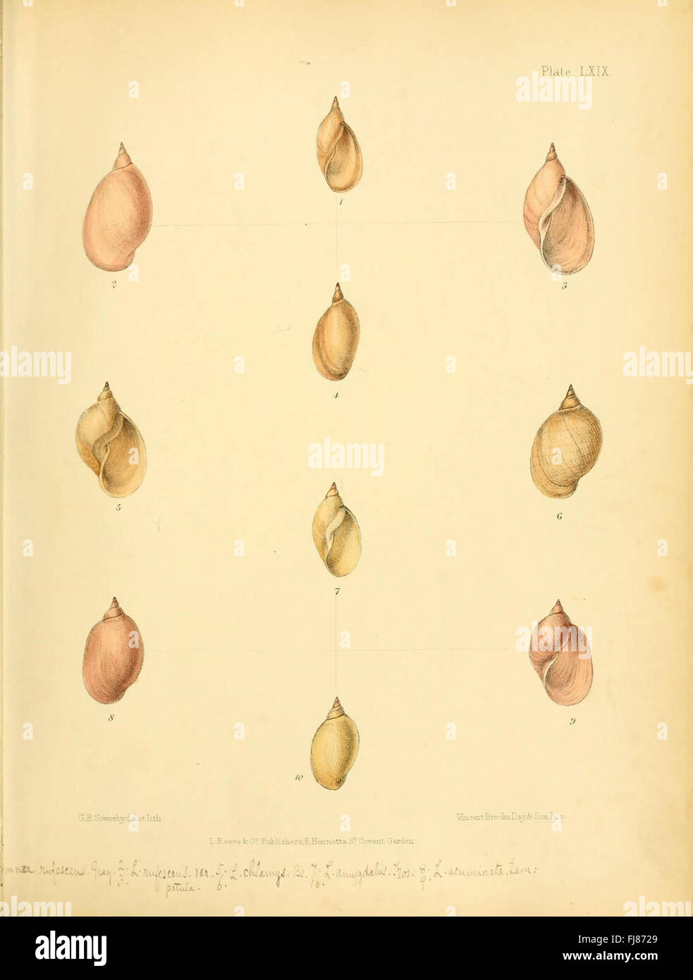 Conchologia Indica (Platte LXIX) Stockfoto