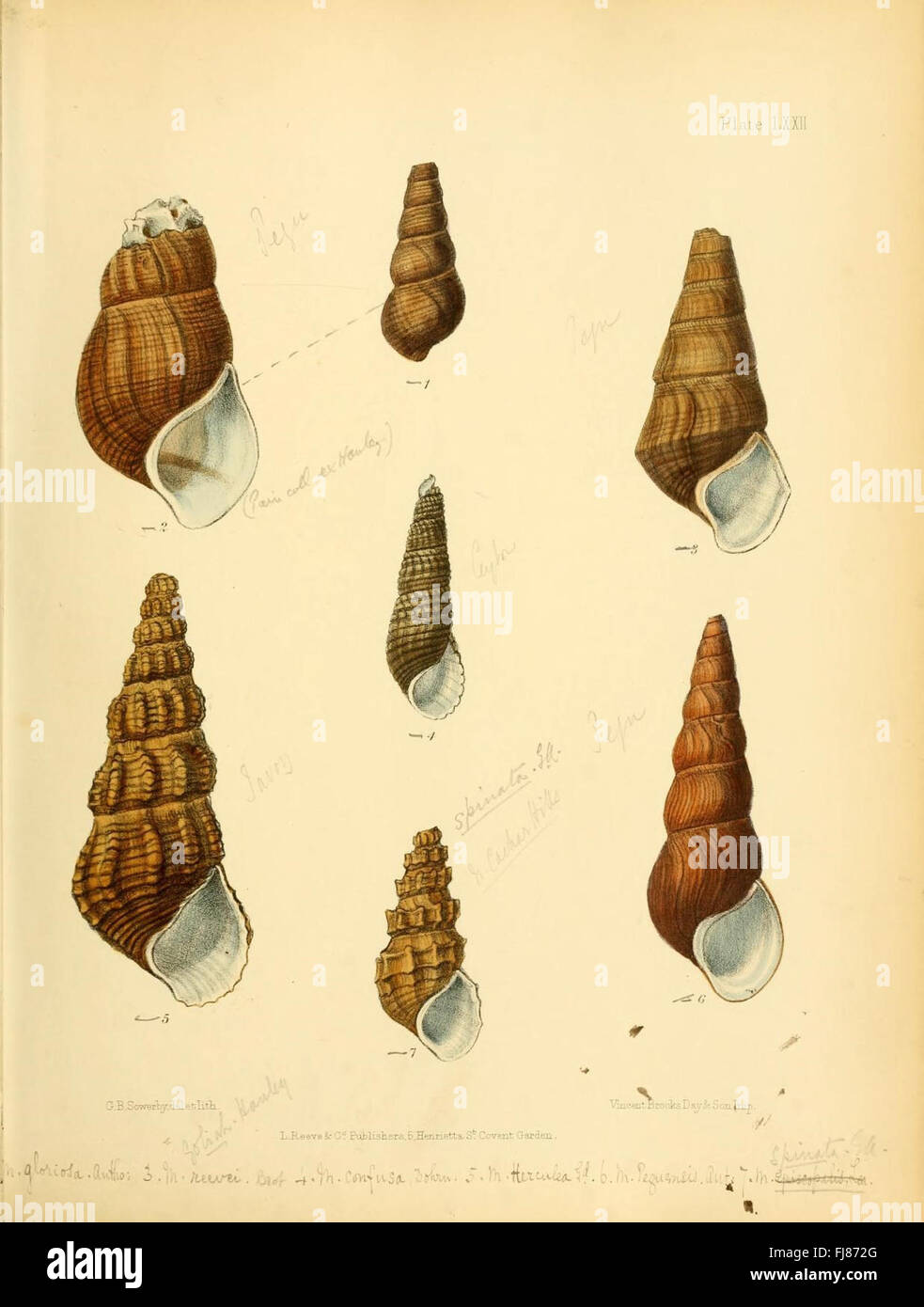 Conchologia Indica (Platte LXXII) Stockfoto