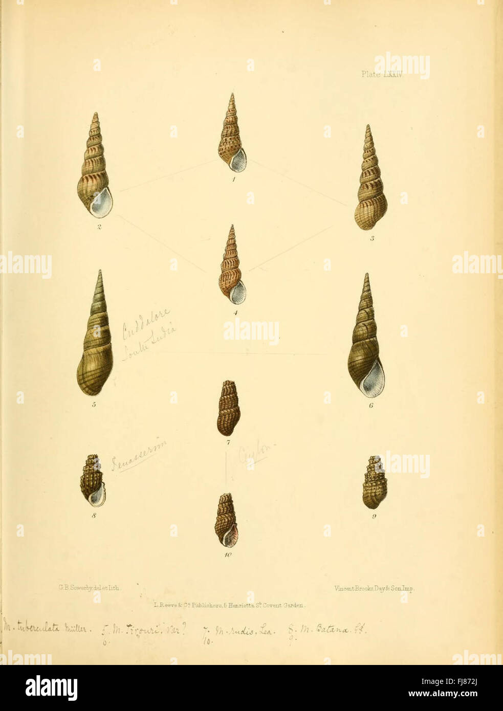 Conchologia Indica (Platte LXXIV) Stockfoto