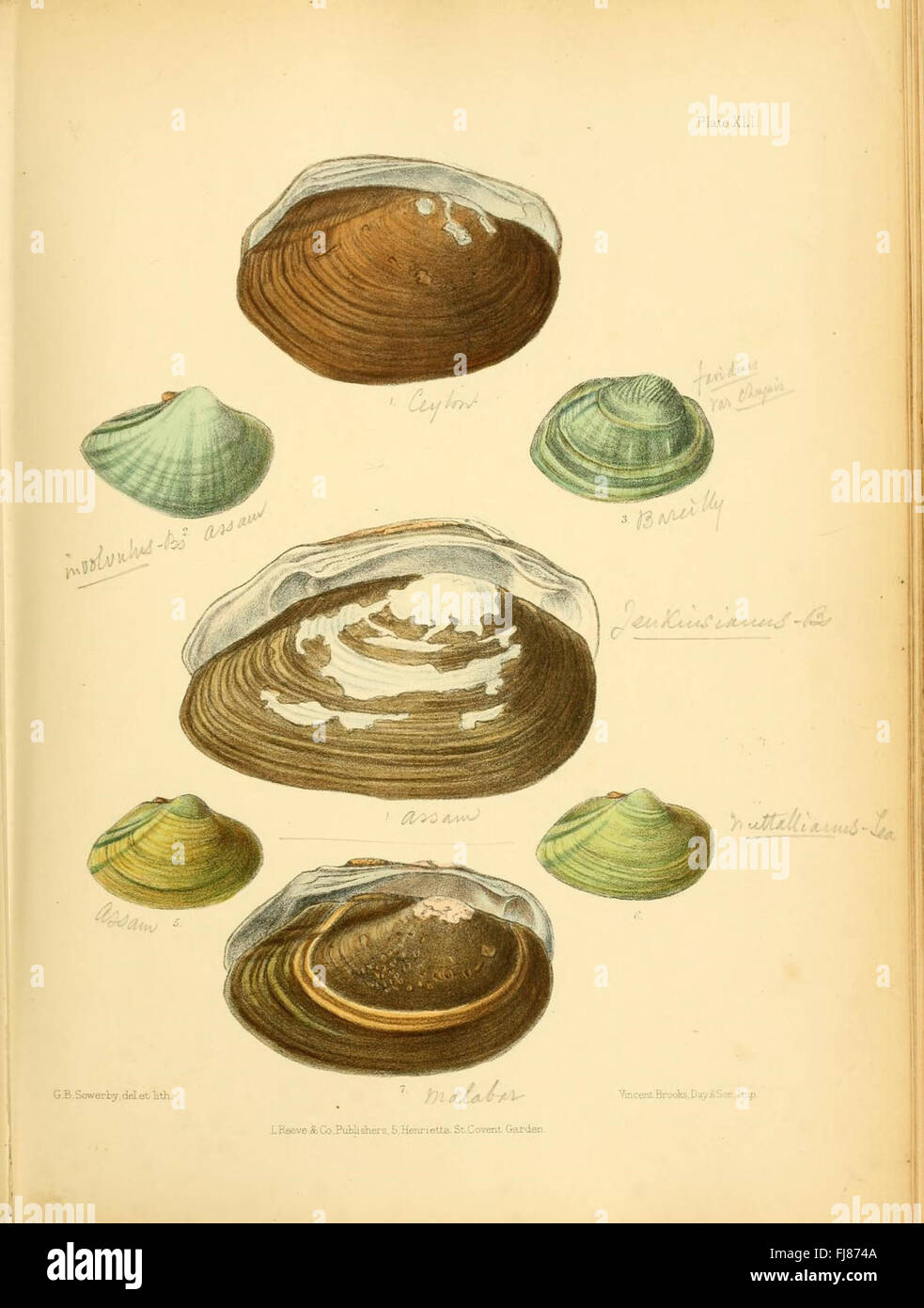 Conchologia Indica (Platte XLI) Stockfoto