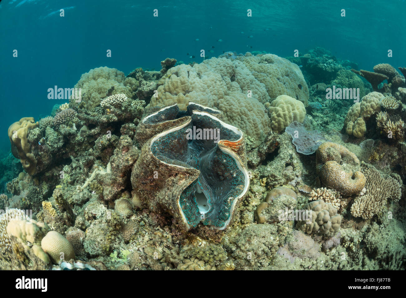 Riesenmuschel im Korallenriff. In der Mündung Riffe gab es sehr viele große gesunde Riesenmuscheln. Porites Korallen Kopf bietet Platz für ein gesundes Riff-Lebensraum. Stockfoto