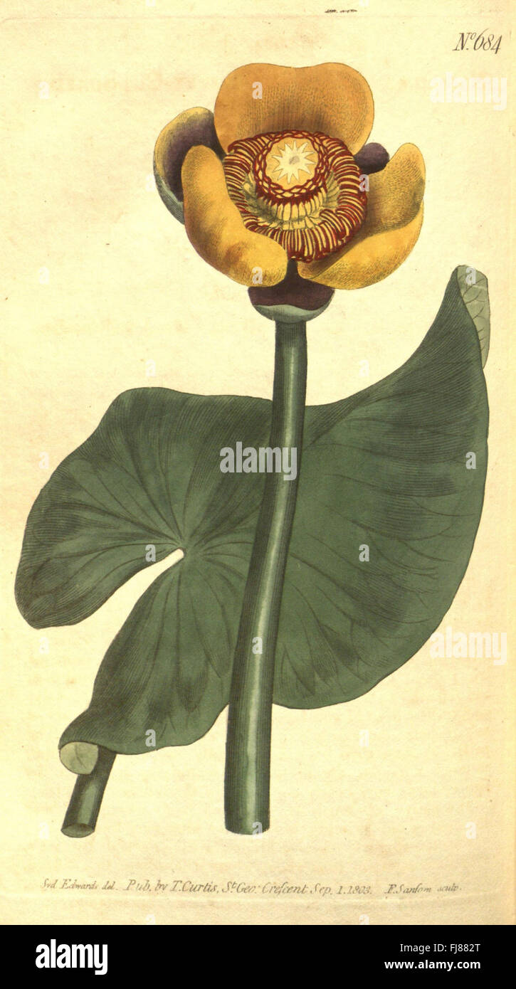 Eine Ausgabe von Curtis Botanical Magazine, in der verschiedene Pflanzenarten durch detaillierte Illustrationen und Beschreibungen vorgestellt werden, wobei der Schwerpunkt auf botanischer Forschung und Artenidentifizierung liegt Stockfoto