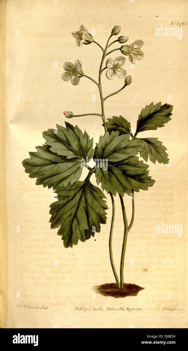 Platte 1465 des *Curtis's Botanical Magazine* zeigt eine botanische
