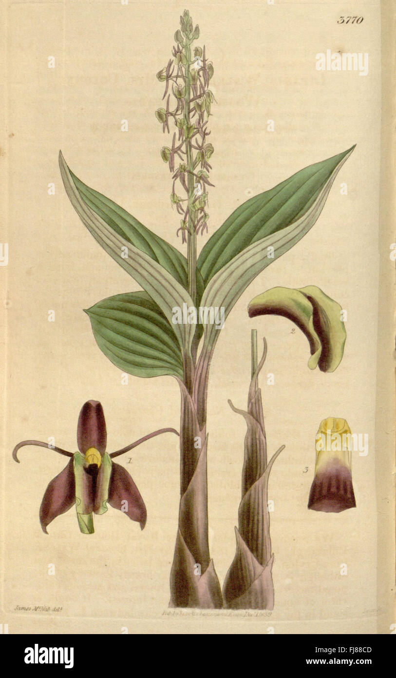 Eine Illustration aus Curtis's Botanical Magazine, die detaillierte botanische Kunst und Pflanzenarten mit Schwerpunkt auf Pflanzenmorphologie zeigt. Stockfoto