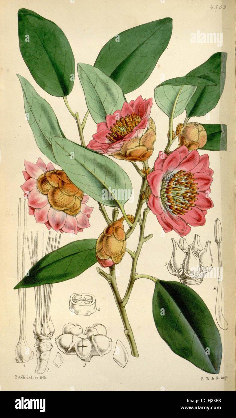 Curtis es botanical Magazine (Tab. 4509) Stockfoto