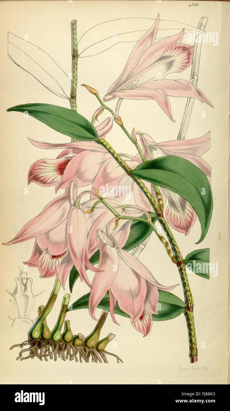 Eine Illustration aus Curtis's Botanical Magazine mit detaillierten Darstellungen verschiedener Pflanzenarten und ihrer Eigenschaften. Stockfoto