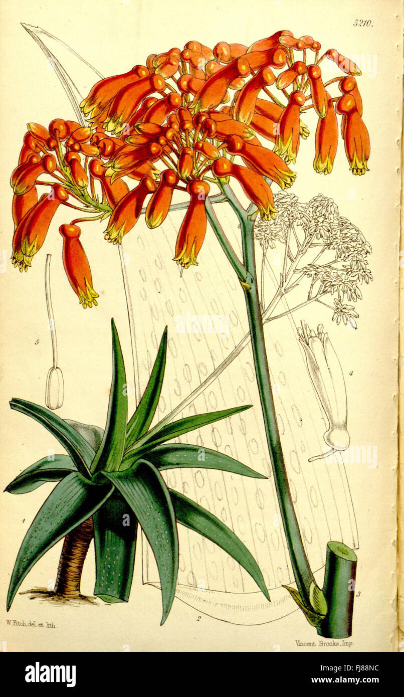 Curtis es botanical Magazine (Tab. 5210) Stockfoto