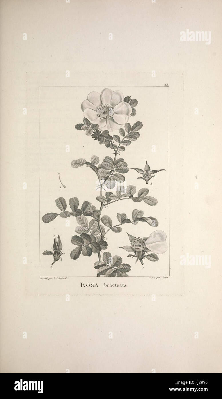 Eine botanische Beschreibung und Illustration neu entdeckter und weniger bekannter Pflanzenarten unter Betonung ihrer einzigartigen Eigenschaften und möglichen Verwendungen. Stockfoto