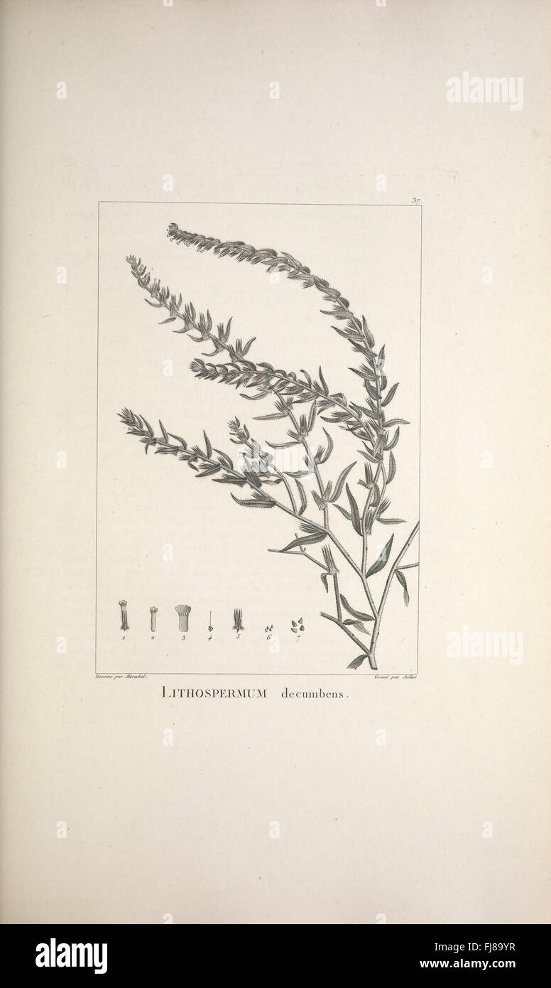Botanische Beschreibung neu entdeckter oder wenig bekannter Pflanzen mit detaillierten Abbildungen seltener Arten. Stockfoto