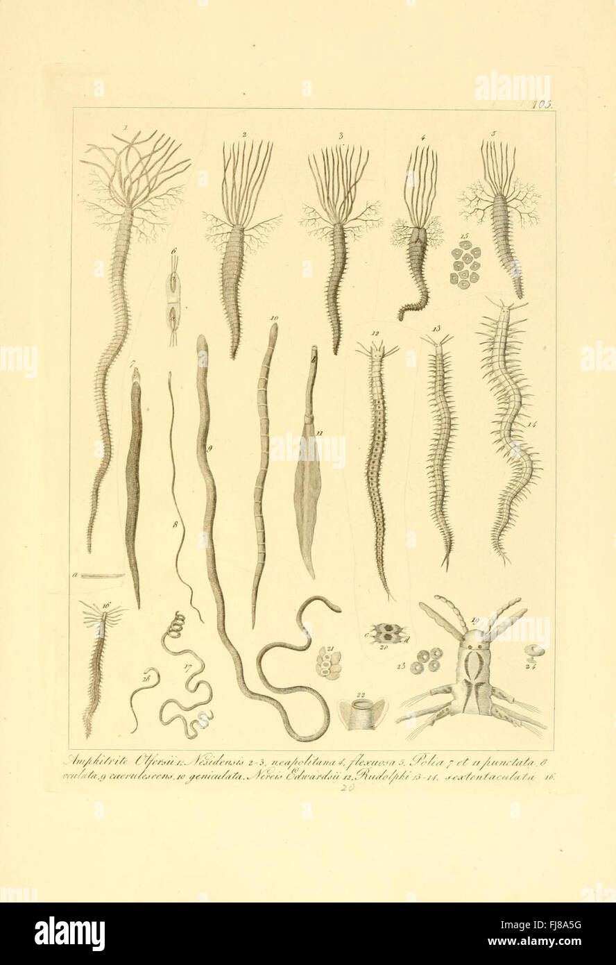 Descrizione e Notomia Degli Animali Invertebrati della Sicilia Citeriore (Platte 105) Stockfoto