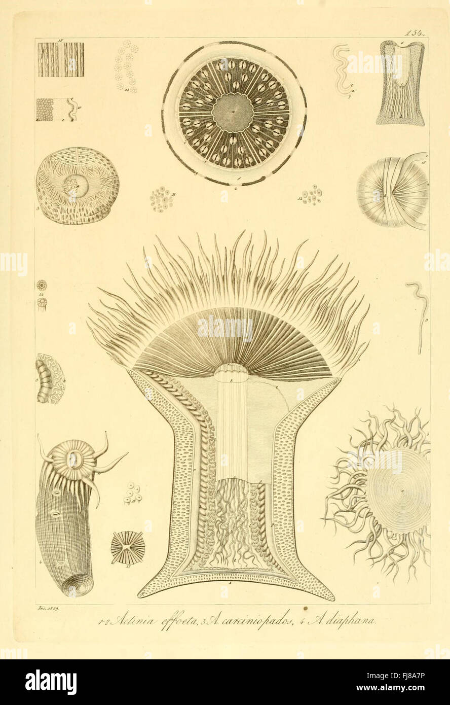 Descrizione e Notomia Degli Animali Invertebrati della Sicilia Citeriore (Platte 154) Stockfoto