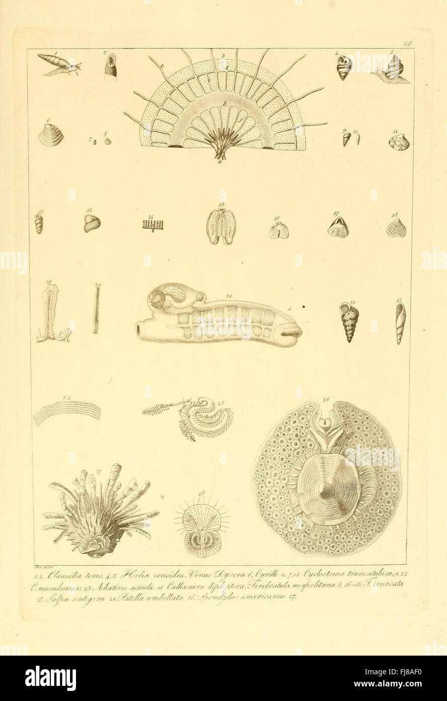 Descrizione e Notomia Degli Animali Invertebrati della Sicilia Citeriore (Platte 66) Stockfoto