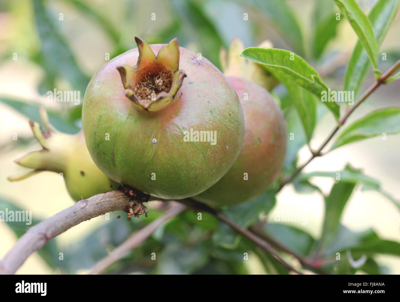 Punica Granatum Granatapfel-Frucht, kultivierten Baum, karminroten roten Blüten zu Hesperidium Frucht mit fleischigen Samen zu entwickeln Stockfoto