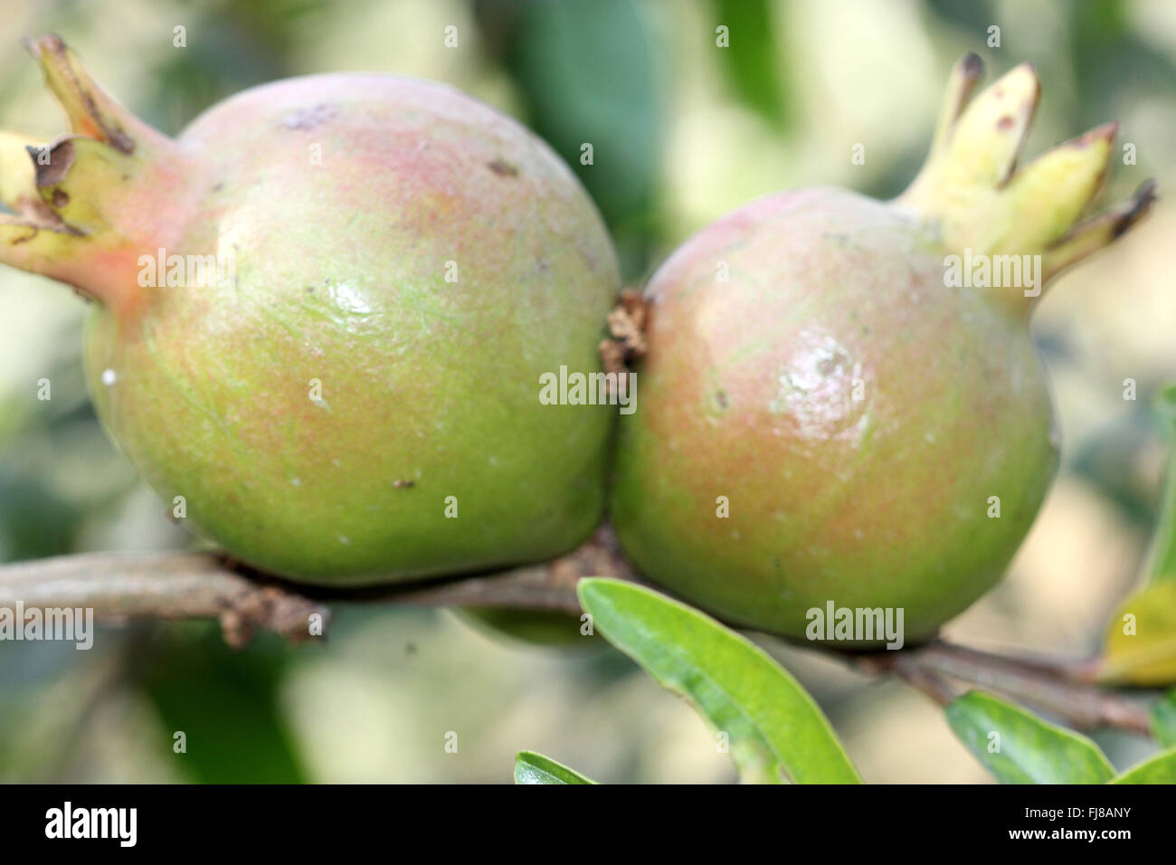 Punica Granatum Granatapfel-Frucht, kultivierten Baum, karminroten roten Blüten zu Hesperidium Frucht mit fleischigen Samen zu entwickeln Stockfoto