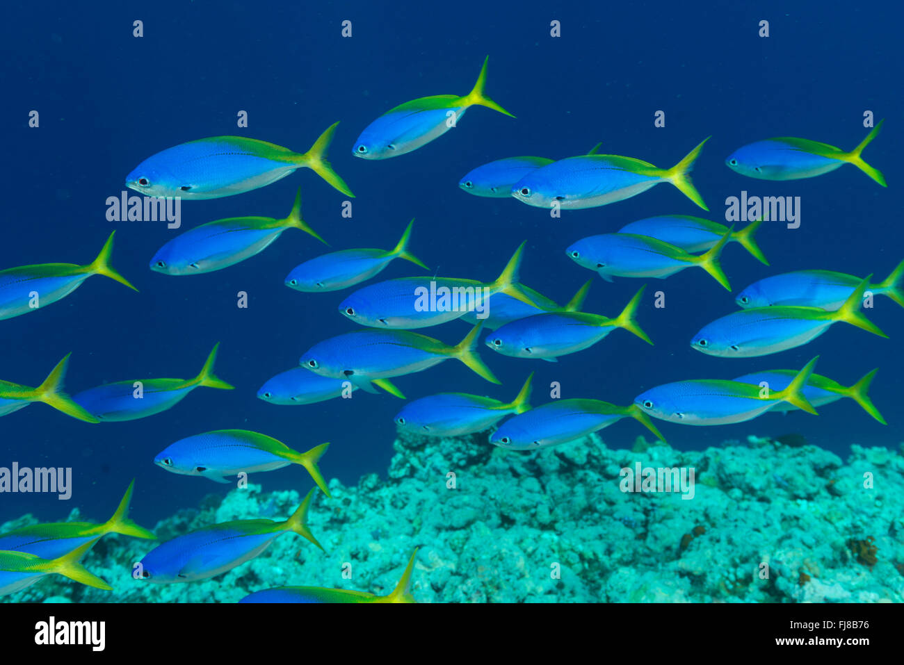 Schulen der blauen und gelben Fusiliers (Caesio Teres) durchstreifen den Rand des äußeren Great Barrier Reef ernähren sich von Plankton vorbei Stockfoto