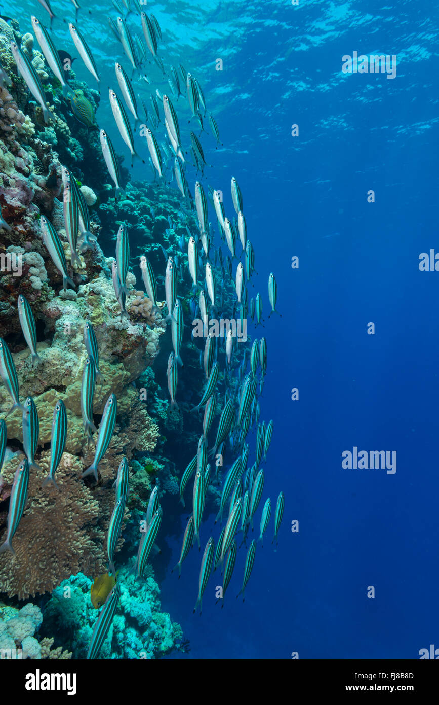 Schulen von Threestripe Füsiliere (Pterocaesio Trilineata) durchstreifen den Rand des äußeren Great Barrier Reef ernähren sich von Plankton vorbei Stockfoto