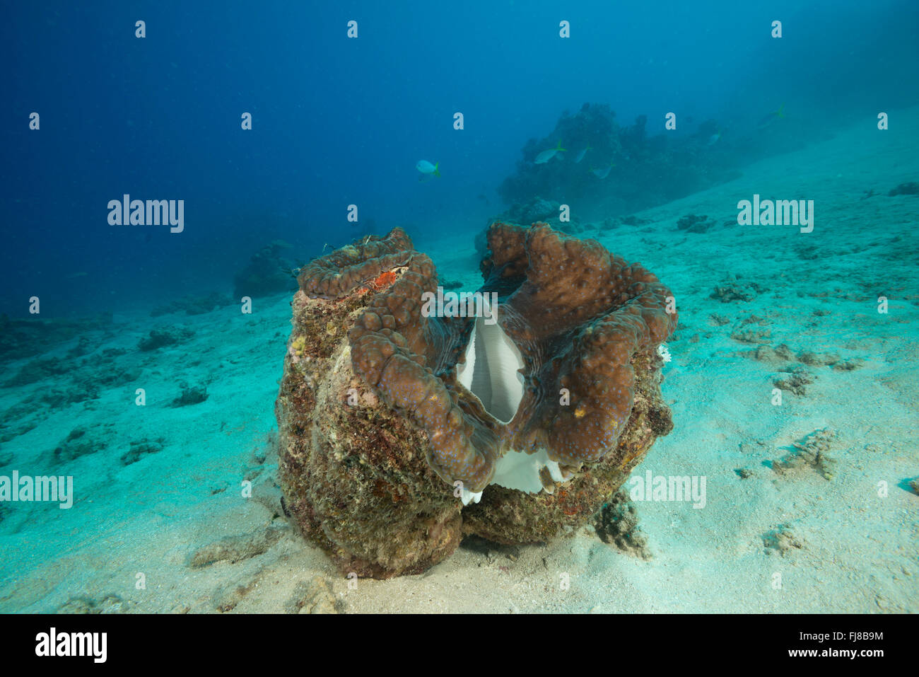 Riesenmuschel (Tridacna Gigas) im Riff.  In der Mündung Riffe gab es sehr viele große gesunde Riesenmuscheln. Stockfoto