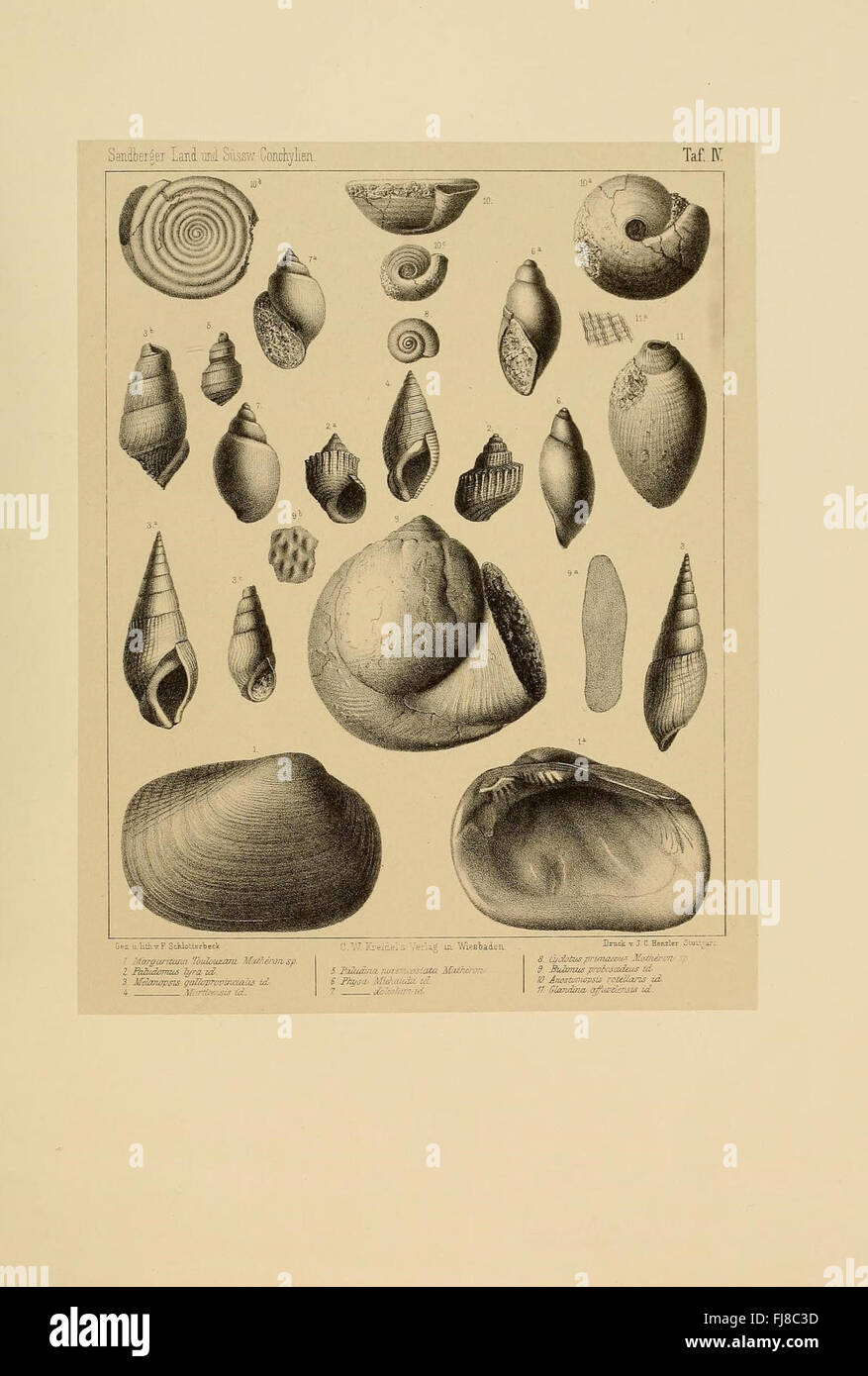 Die Land- und Süßwasser Conchylien der Vorwelt, Harvard University, MCZ, Ernst Mayr Library, Mollusks, Fossilienpaläontologie Stockfoto