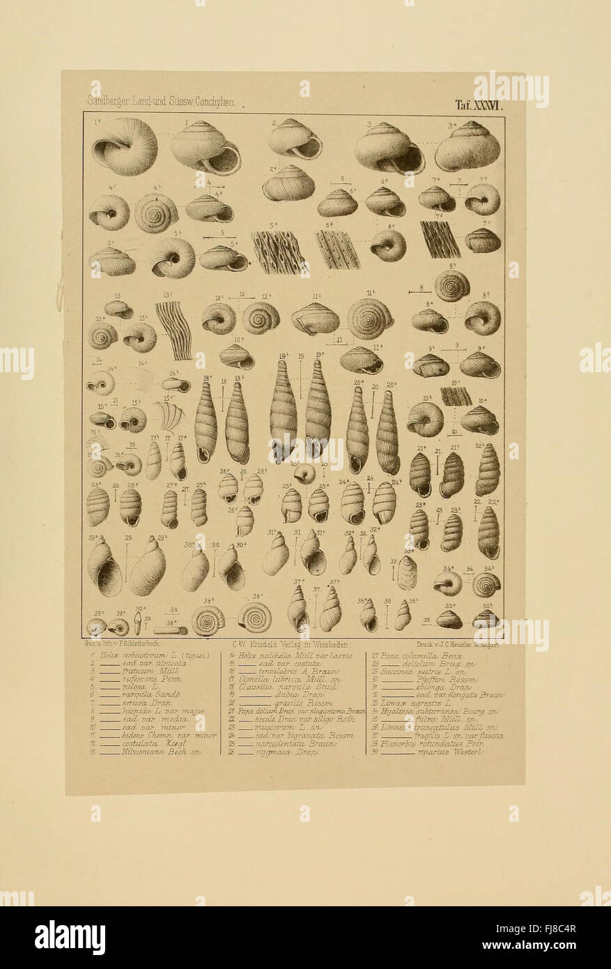 Die Land- und süsswasser Conchylien der Vorwelt: Eine paläontologische Untersuchung von alten Land- und Süßwassermuscheln, einschließlich fossiler Arten aus der Vergangenheit Stockfoto