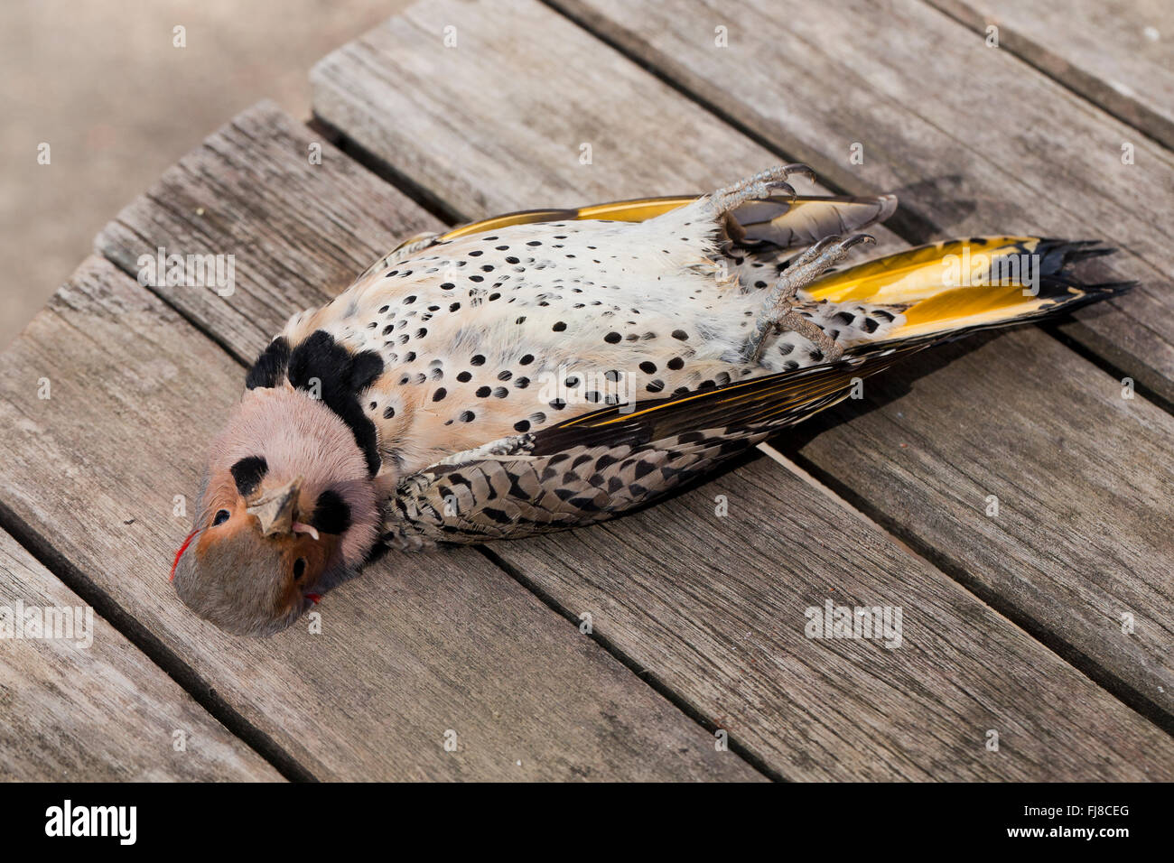 Toten Northern Flicker Vogel (Colaptes Auratus) - Virginia USA Stockfoto