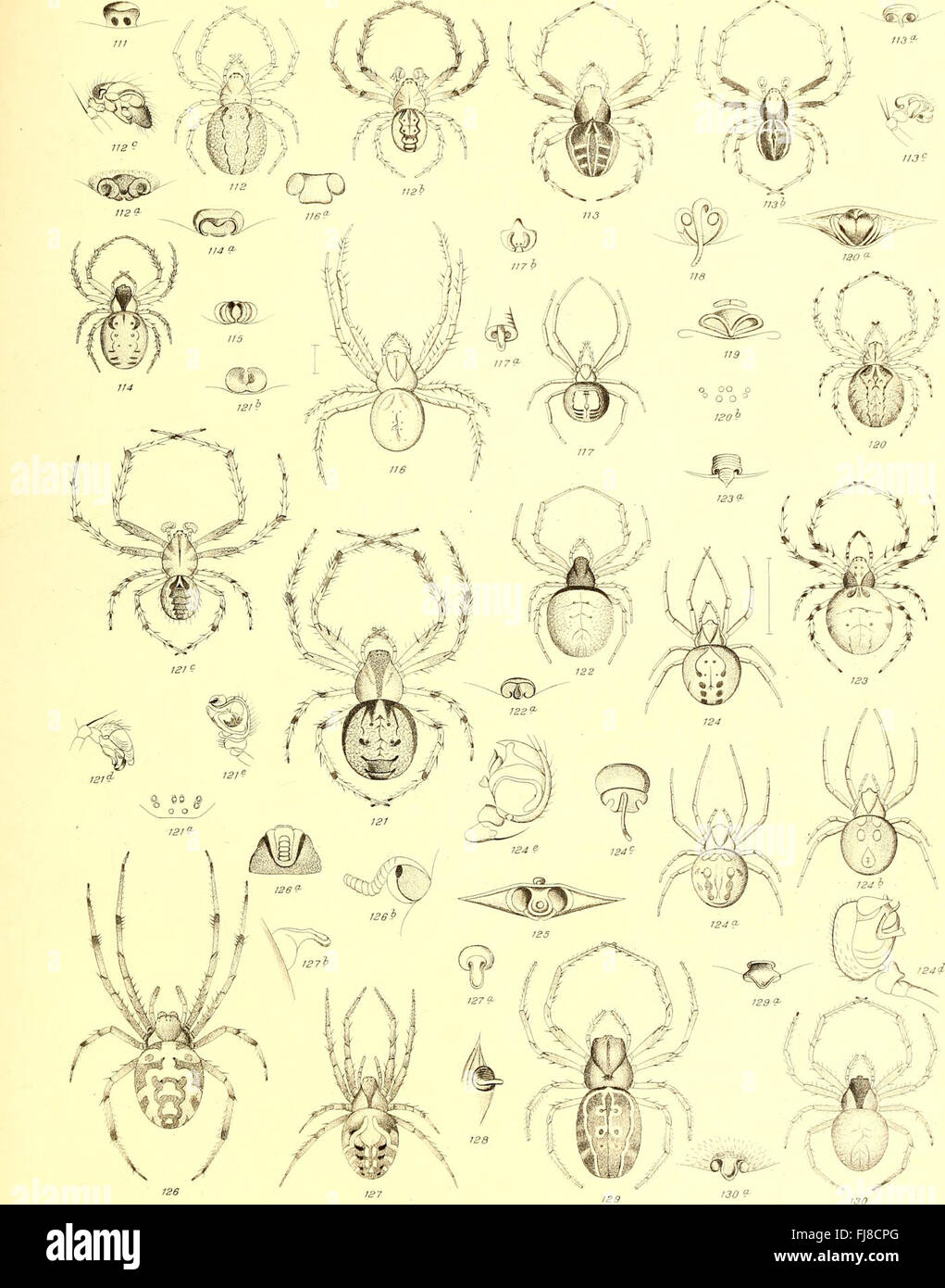 Sterben Sie Spinnen Amerikas (1880) Stockfoto