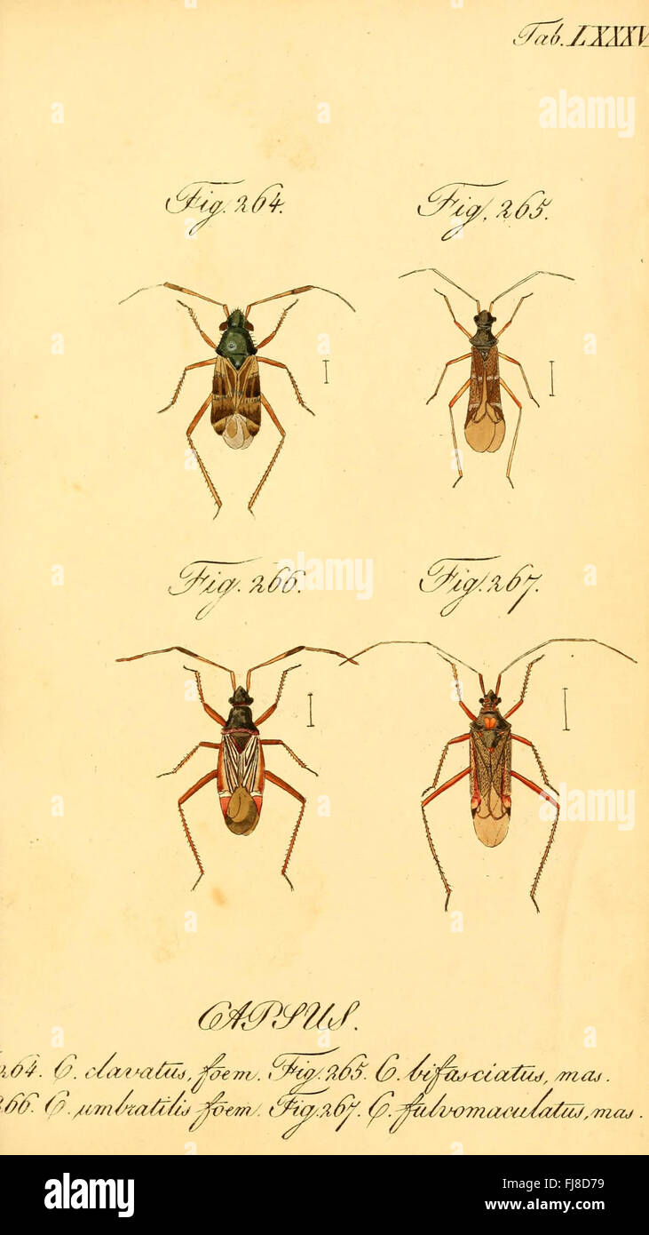 Eine detaillierte Untersuchung der Hemiptera-Ordnung der Insekten mit Abbildungen verschiedener Arten aus der Unterordnung Heteroptera, einschließlich Käfer, die in einem wissenschaftlichen Archiv untergebracht sind. Stockfoto