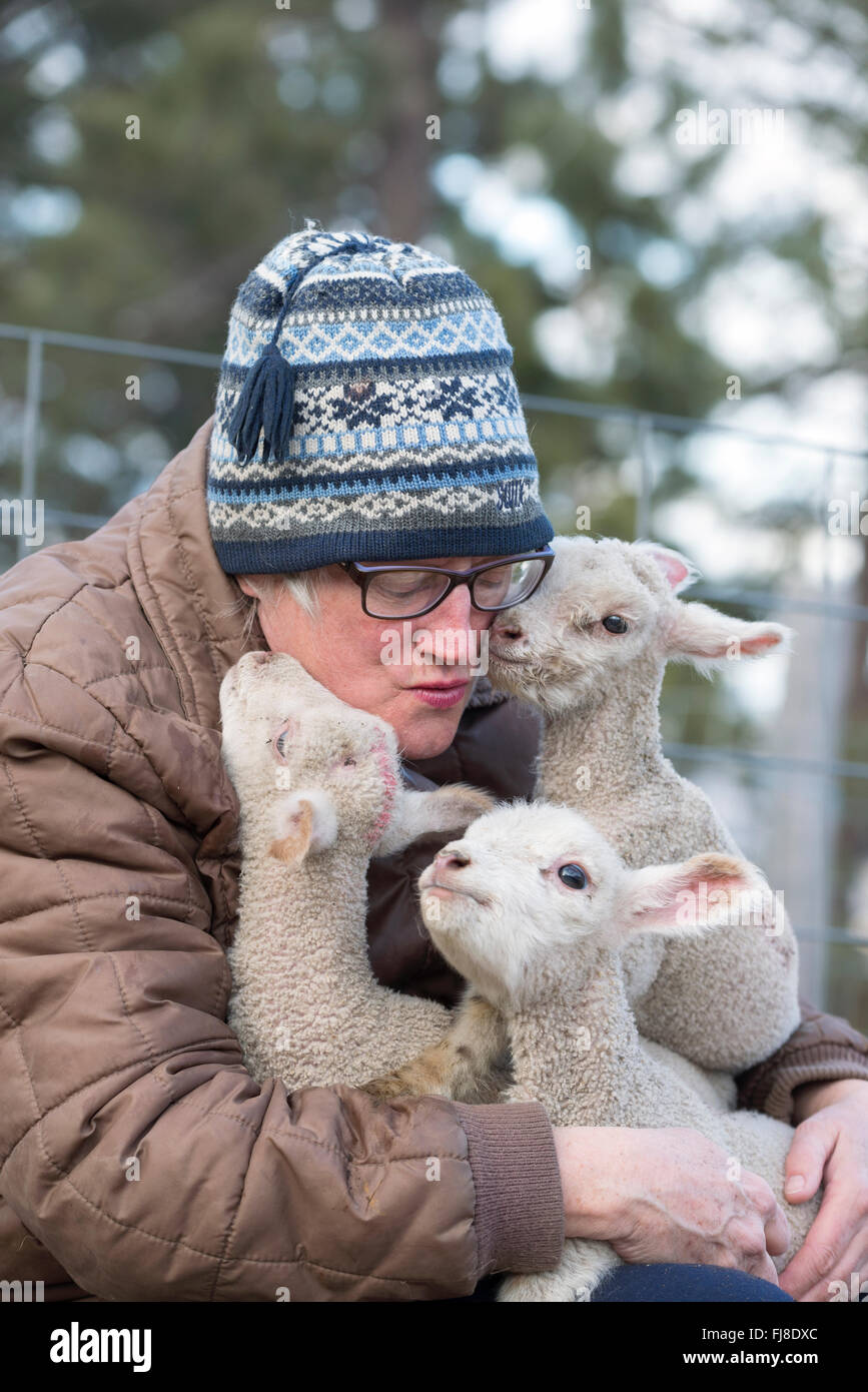 Frau mit Lämmern. Stockfoto