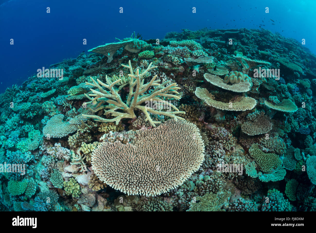 Sehr reiche expansive Acropora Korallen Tabellenfeld am äußeren Rand des Great Barrier Reef mit großer Sichtweite. Stockfoto
