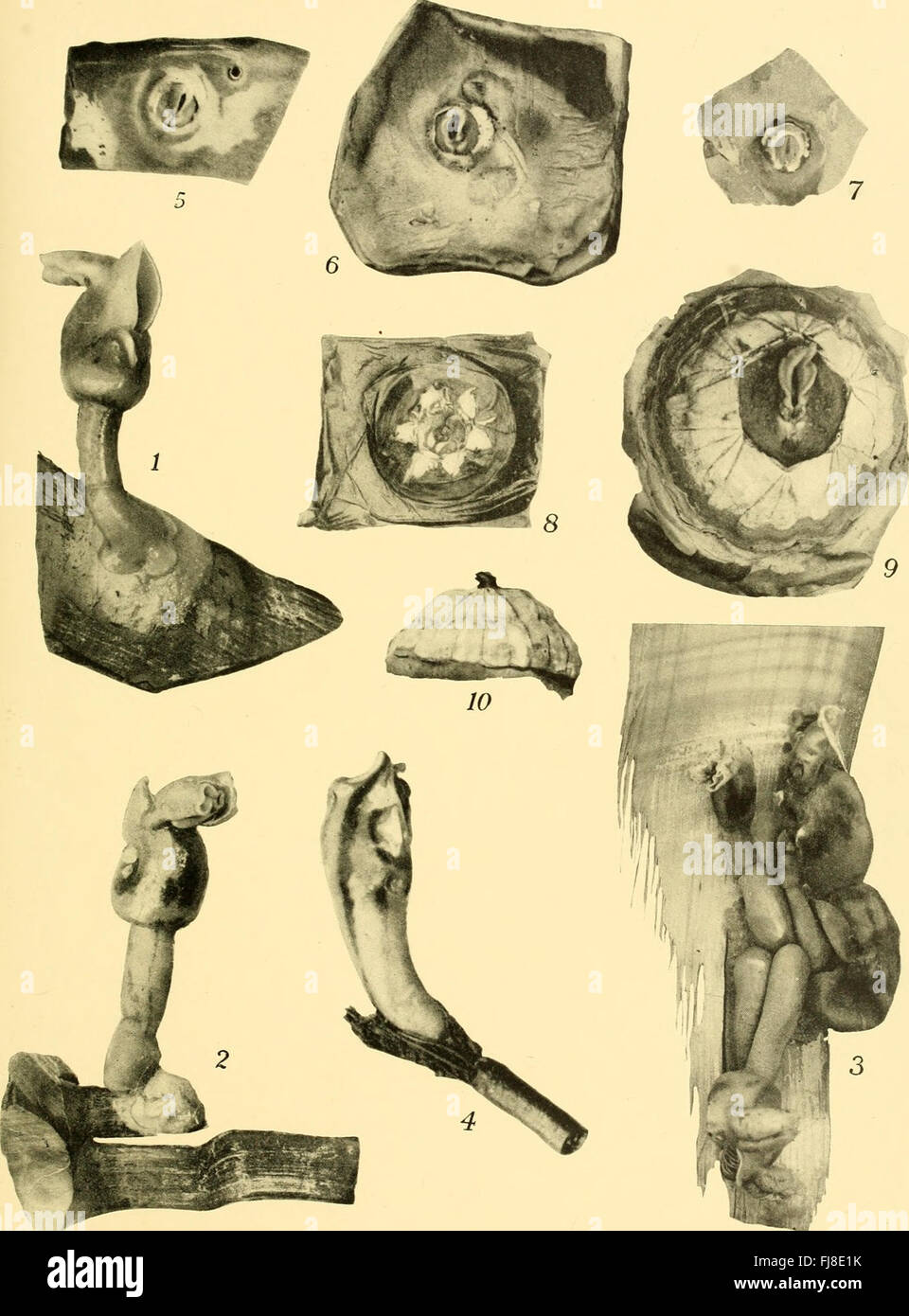 Das 1931 erschienene Manuskript „Discovery Reports“ enthält historische Aufzeichnungen und Funde im Zusammenhang mit Erkundungen des frühen 20. Jahrhunderts. Die Seiten sind mit reich verzierten Kalligrafien und Schwarzweiß-Typografien präsentiert, die einen Einblick in die akademische und wissenschaftliche Dokumentation der Zeit geben. Stockfoto