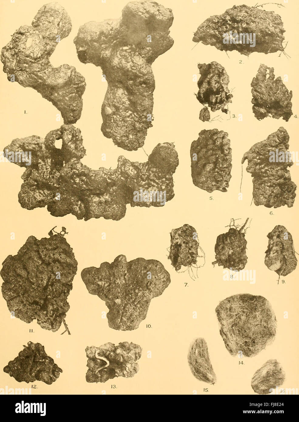 Die „Discovery Reports“ von 1932 sind eine Sammlung von Manuskripten, die historische Erkenntnisse und Forschungsergebnisse erfassen. Die reich verzierte Schriftart und der kalligraphische Stil spiegeln den Vintage-Charakter akademischer Publikationen des frühen 20. Jahrhunderts wider und bieten Einblicke in historische Erkundungen. Stockfoto