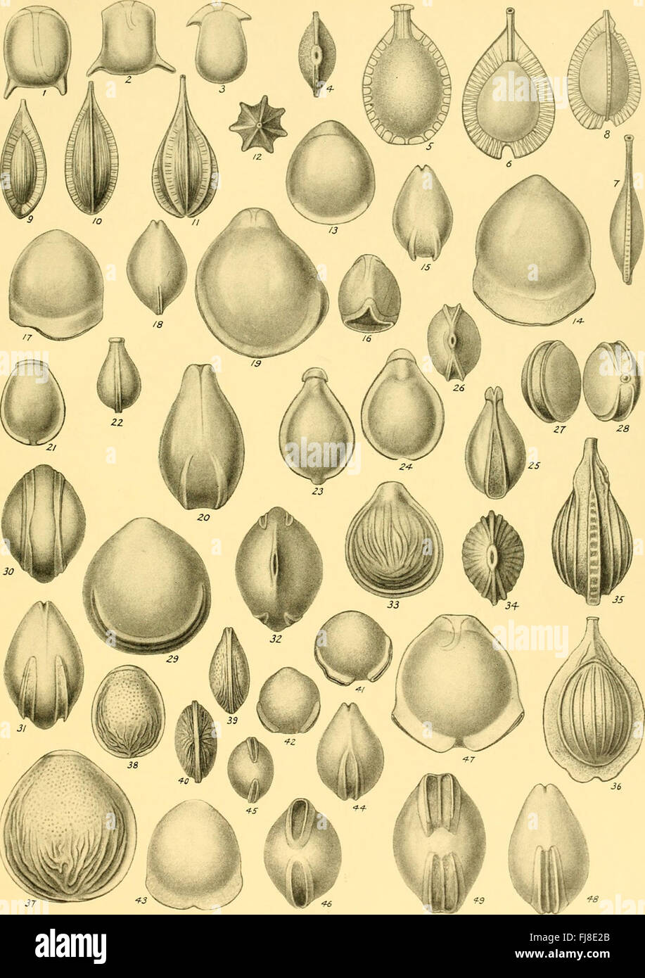 Dieses Manuskript mit dem Titel *Discovery Reports* aus dem Jahr 1932 enthält wissenschaftliche Schriften zur Meeresbiologie. Es ist Teil einer Serie, die ozeanische Erkundungen dokumentiert und Einblicke in ozeanographische Studien des frühen 20. Jahrhunderts bietet. Stockfoto