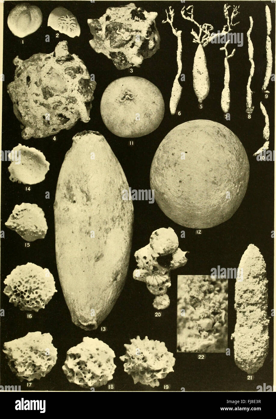 Die Discovery-Berichte von 1935 enthalten akribisch handgeschriebene Manuskripte mit verzierten schwarzen Buchstaben und komplizierter Kalligraphie. Diese alten Dokumente spiegeln die wissenschaftliche und historische Bedeutung der Zeit wider und erfassen das Wesen vergangener Epochen. Stockfoto