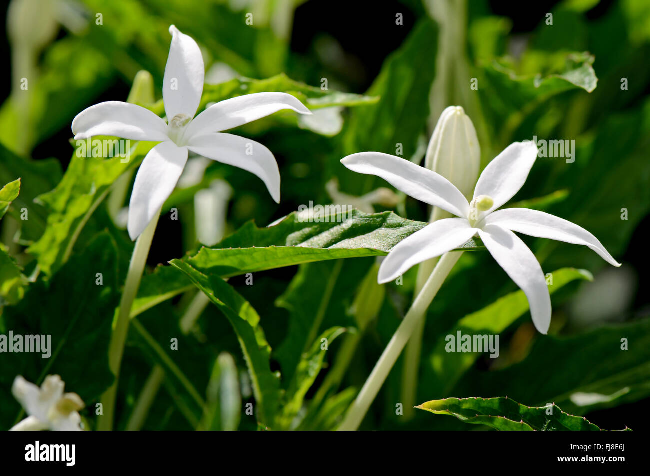 Stern von Bethlehem, Hippobroma Longiflora (L.) G.Don. Thai traditionelle pflanzliche Arzneimittel. Stockfoto