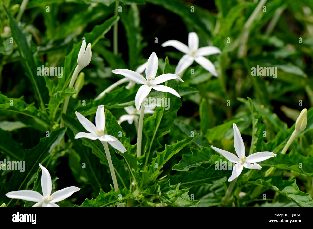 Stern von Bethlehem, Hippobroma Longiflora (L.) G.Don. Thai traditionelle pflanzliche Arzneimittel. Stockfoto