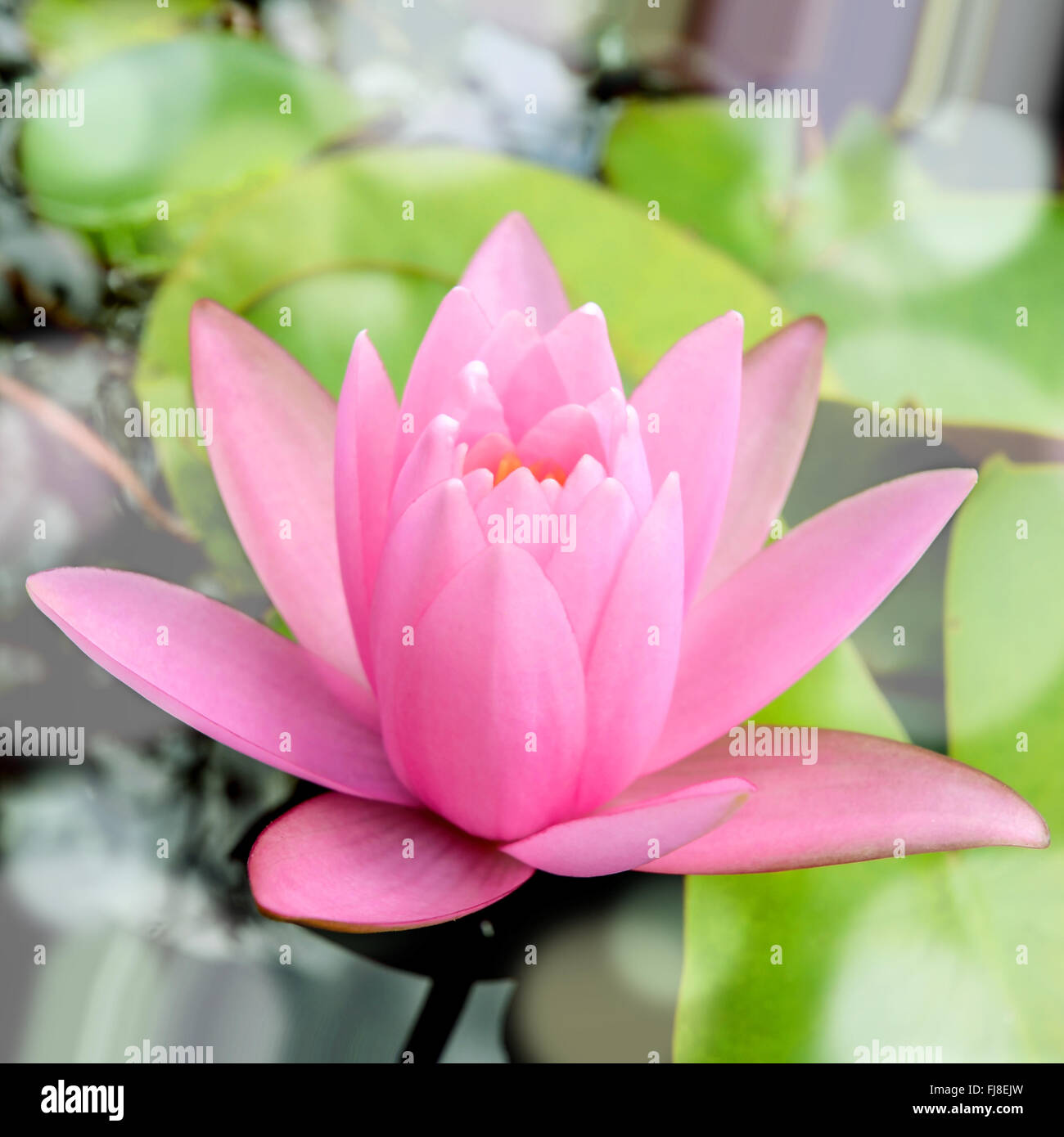 Rosa winterharte Seerose (Nymphaea SP. und Hybrid) blühen im Morgenlicht. Stockfoto