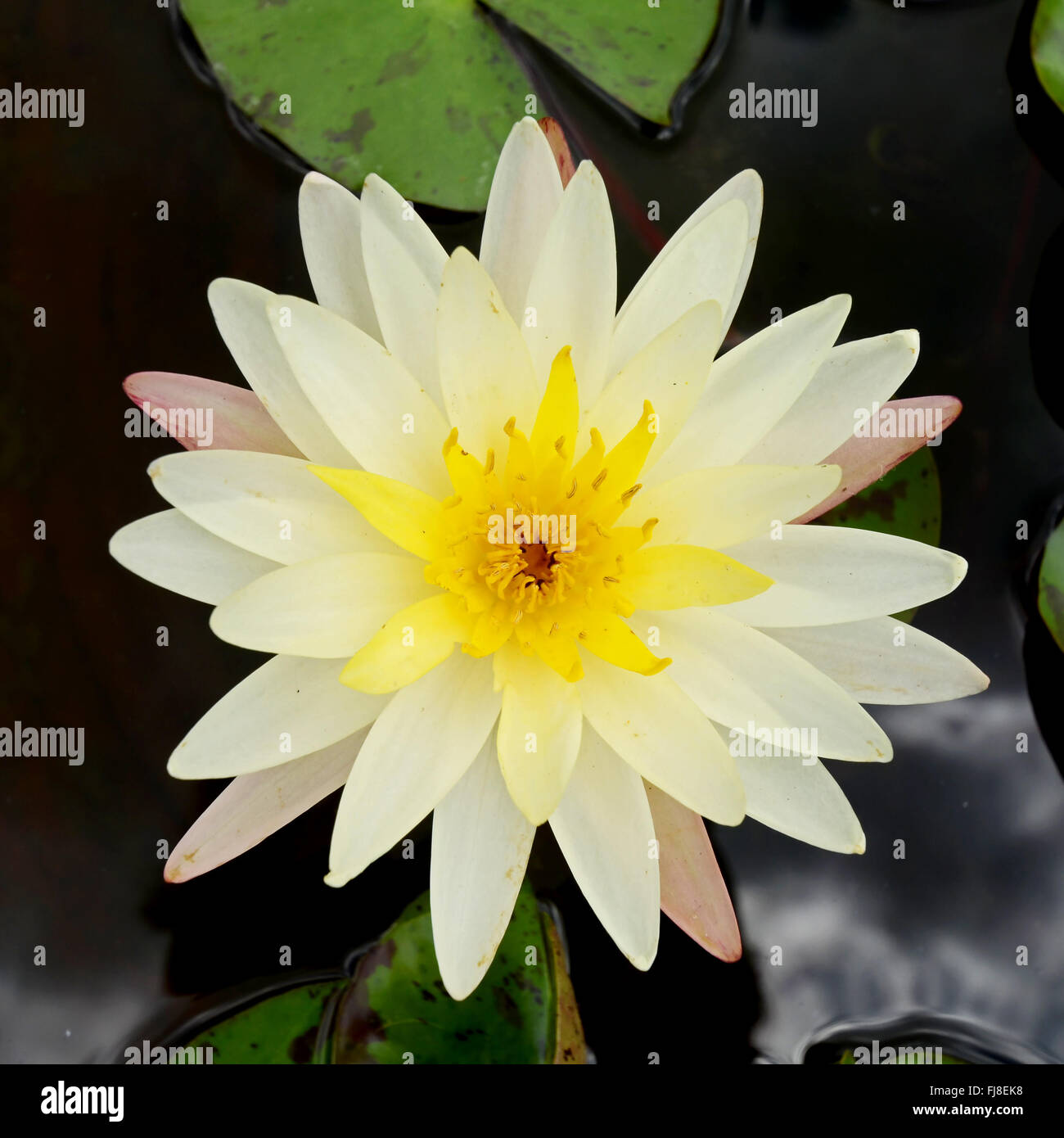 Tag-blühenden tropischen Seerose Blüte im Morgenlicht. Stockfoto