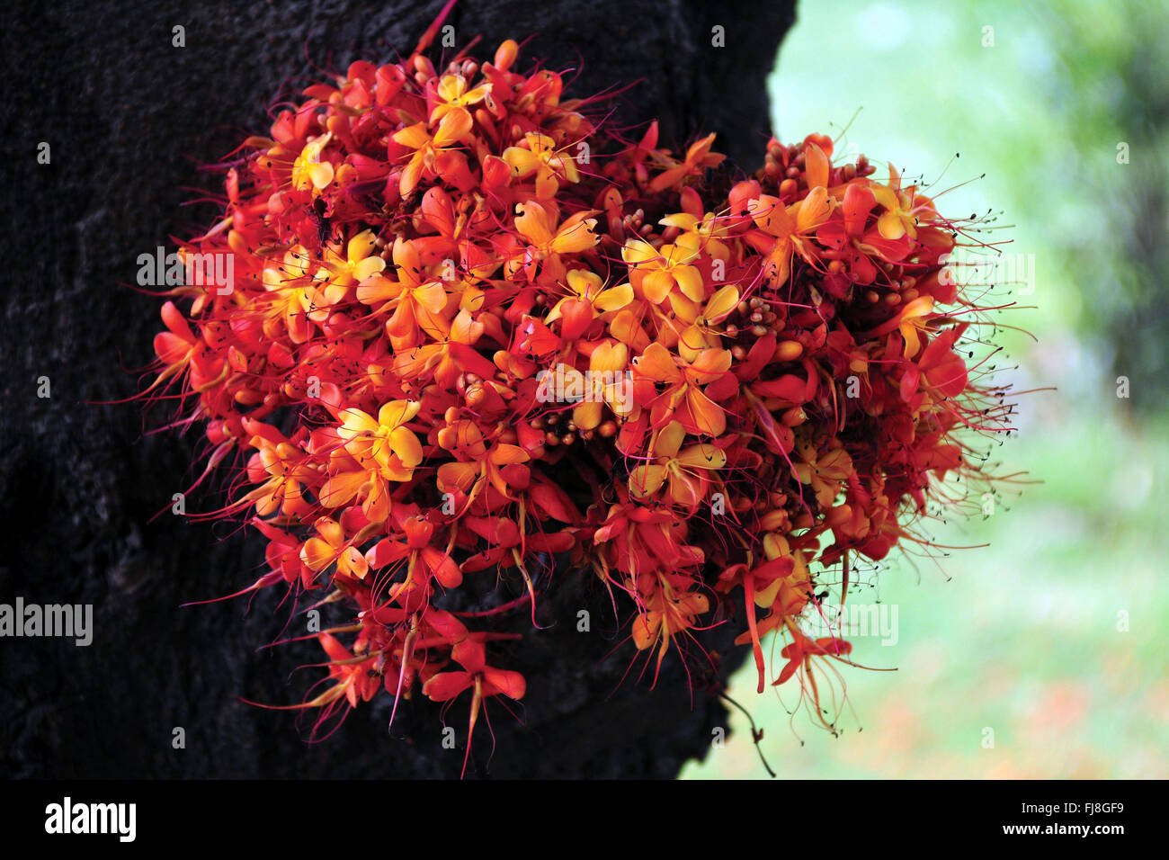 Wildblumen, Kerala, Indien, Asien Stockfoto