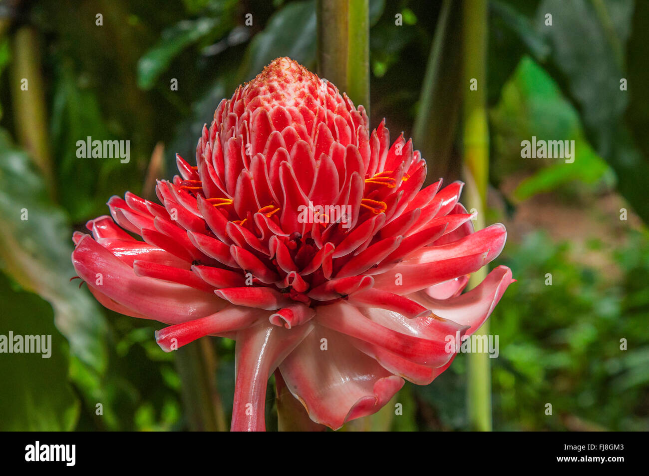 Wilde Blume im stillen Tal, Kerala, Indien, Asien Stockfoto