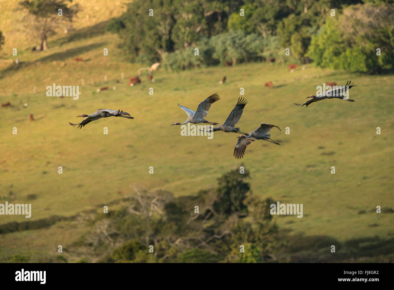 Stilicho Kraniche fliegen morgens aus Bromfield Sumpf. Australien hat zwei Kräne, die Brolga Grus Rubicunda und seltener Stilicho Kran Grus Antigone. Die Brolga ist einzige Kran Neu-Guinea, Leben vor allem in der Trans-Fly Tiefland von Papua-Neu-Guinea und Irian Jaya, Indonesien. Obwohl Brolgas gelegentlich in der Torres Strait aufgezeichnet wurden, gibt es anscheinend keine regulären Migration oder Vermischung zwischen Neuguinea und Australien Brolgas. Der Usurpator Kran tritt in Indien, Südostasien und Australien. Genetische Studien deuten darauf hin, dass es mehr als 30.000 Jahre seit australischen Stilicho Krane Interbre ist Stockfoto